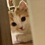 otono_catさんのアイコン画像