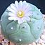 LOPHOPHORA