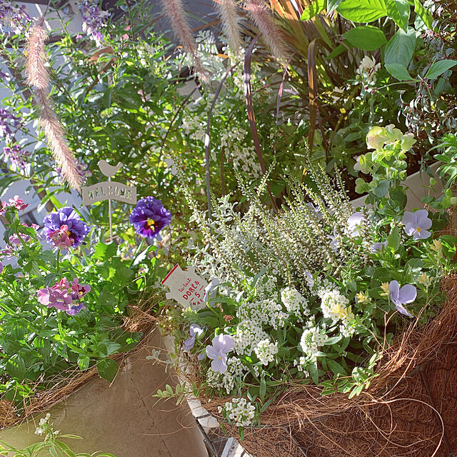 Tenの-花苗 大輪アンゲロニア ブルー＆ホワイト  青白花 3.5号 夏の花 0817の家具・インテリア写真