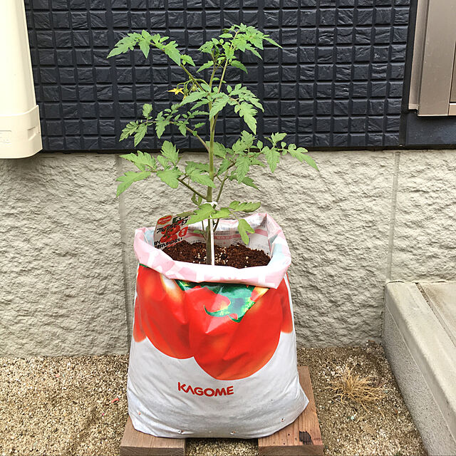 chikappamentaikoのプロトリーフ-KAGOMEそのまま育てるトマトの土15L［KAGOME　トマトの土］の家具・インテリア写真