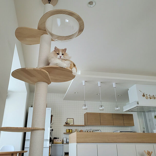 annyaの-※こちら旧店舗です。新店舗でご購入ください※＼ お客様満足度98％! 大人気タワーの上位シリーズ! 日本メーカー 安心サポート ／ キャットタワー 木製 突っ張り スリム キャットウォーク 【 SUMIKA New 突っ張り型 木製 キャットタワー 】 大型猫 省スペース 猫タワーの家具・インテリア写真