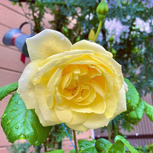 takakoの-幸せの黄色いバラを母の日プレゼントに2024年5月頃開花【バラ鉢植え大苗】幸せの黄色のバラ　黄色いバラ　　テラコッタ鉢入りの家具・インテリア写真