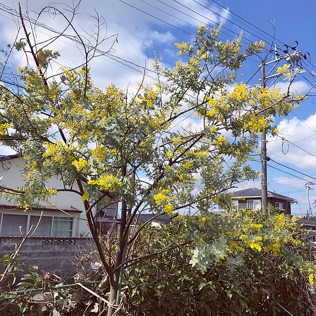 lilyのマルシェ青空-アカシア・デクレンス（ブラックワトル、ミモザアカシア）の種（10粒）の家具・インテリア写真