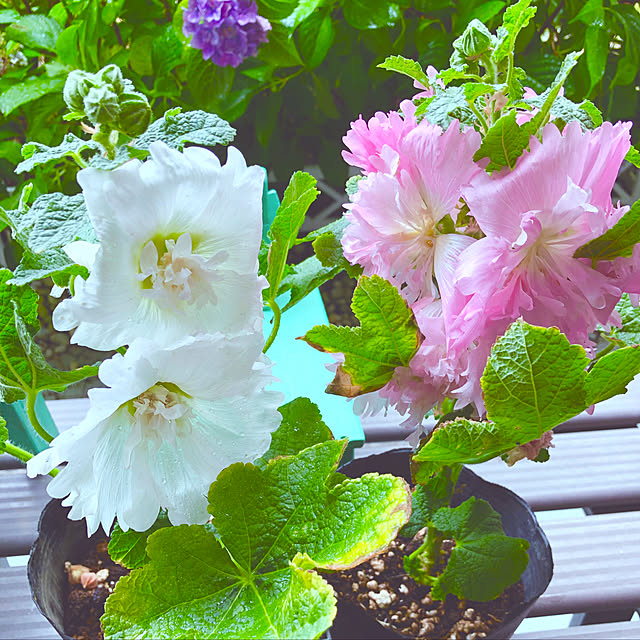 写真付きレビュー アルセア ロセア スプリングセレブリティ ピンク 3号ポット苗タチアオイ ホリホック イングリッシュガーデンの通販商品 口コミ情報 Roomclipショッピング 写真付きレビュー アルセア ロセア スプリングセレブリティ ピンク 3号ポット苗タチアオイ ホリホック イングリッシュガーデンの通販商品 口コミ情報 Roomclipショッピング