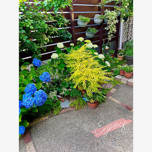 hinamamaの-草花の苗/スーパートレニア：カタリーナブルーリバー3号ポット*の家具・インテリア写真