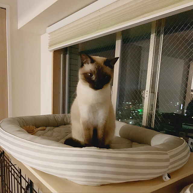kurimarokoのニトリ-犬・猫用ペットベッド Ｌ(Nクール o-i シカクGY L) の家具・インテリア写真