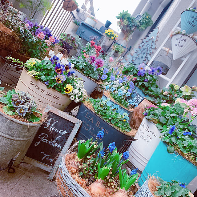 写真付きレビュー 送料無料 クリスマスローズ Hgc シューティングスター 花苗 7号ポット大苗 1個売り クリスマスローズ苗 ニゲル マリア キンボウゲ ヘレボルス 多花性 カラーリーフ 生け垣 生垣 庭木 植木 花木 花壇の通販商品 口コミ情報 Roomclipショッピング