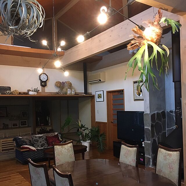 laboomMichikoのエコロジープランツ-エアープランツ キセログラフィカ 約20cm 1株 エアプランツ チランジア 土不要の観葉植物 インテリア 植物 室内の家具・インテリア写真