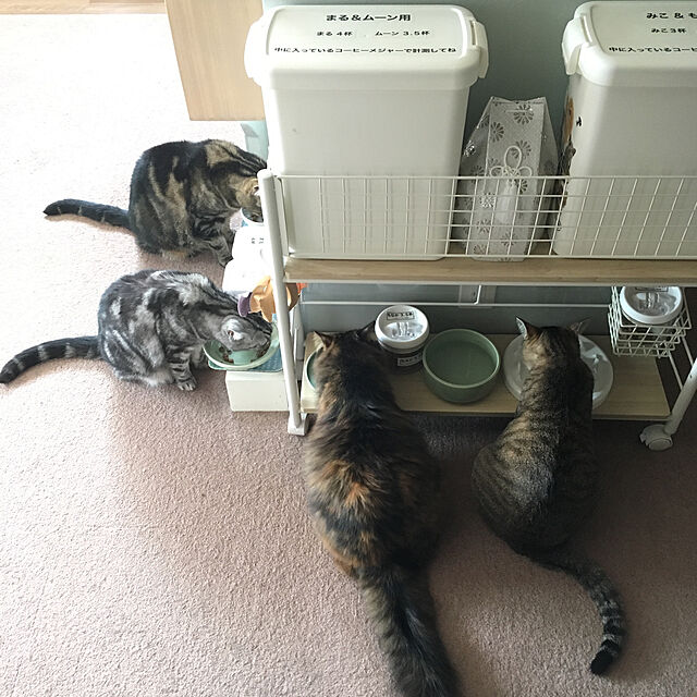 mikomaruのiikuru（イイクル）-【 早食い防止 】iikuru 猫 食器 陶器 猫用 餌入れ 早食べ 防止 ねこ 餌 皿 ネコ えさ 入れ 器 ペット 子猫 フード ボウル y298の家具・インテリア写真