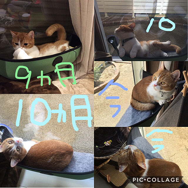 KotarouKunのOBDSPACE-猫 ハンモック ペットベッド 猫ペットハウス 窓 吸盤 取り付け簡単 四季適用 (ベージュ)の家具・インテリア写真