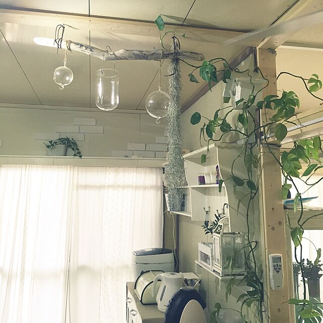 Hito-Tetsuのeuro plants studio-エアープランツチランジア・ウスネオイデス 3セット インテリア観葉植物 壁掛けの家具・インテリア写真