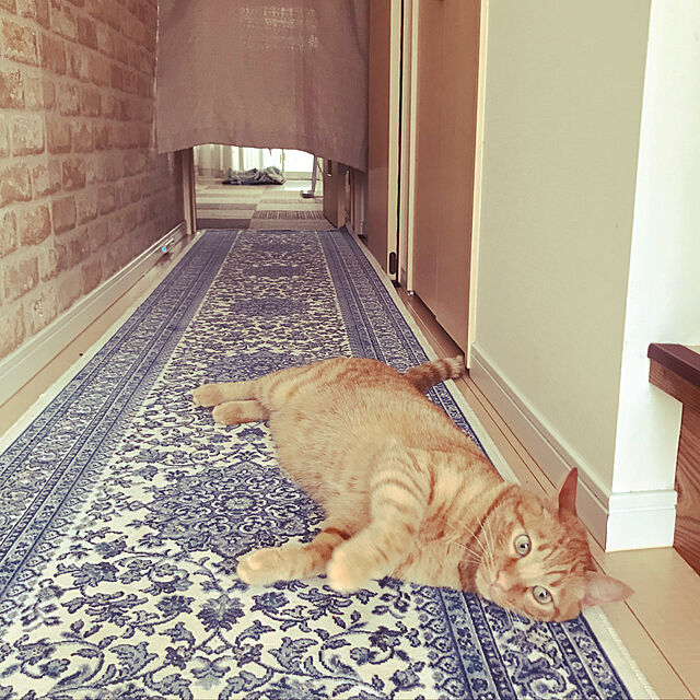 shiotanの-ハイグレード 日本製 高級デザイン 廊下敷きカーペット 絨毯 OSR 【ポーロ】 幅80×長さ250cm 長さ変更無料！の家具・インテリア写真