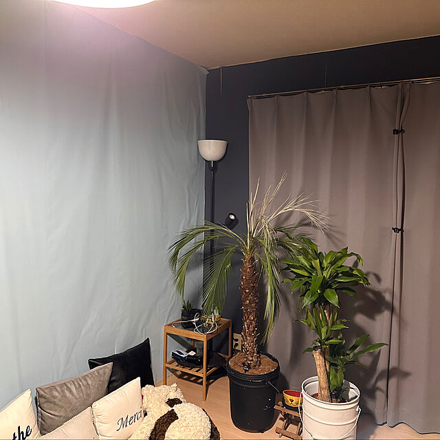 RindasanのMAKIMO PLANT-フェニックス・ロべレニー 8号の家具・インテリア写真