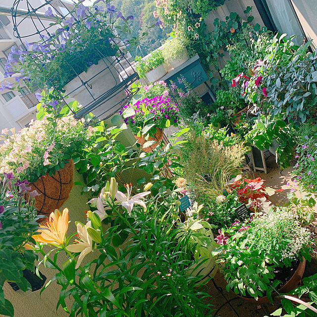 Tenの-■新鮮花壇苗■トレニア　カタリーナブルーリバー10．5cmポット苗の家具・インテリア写真