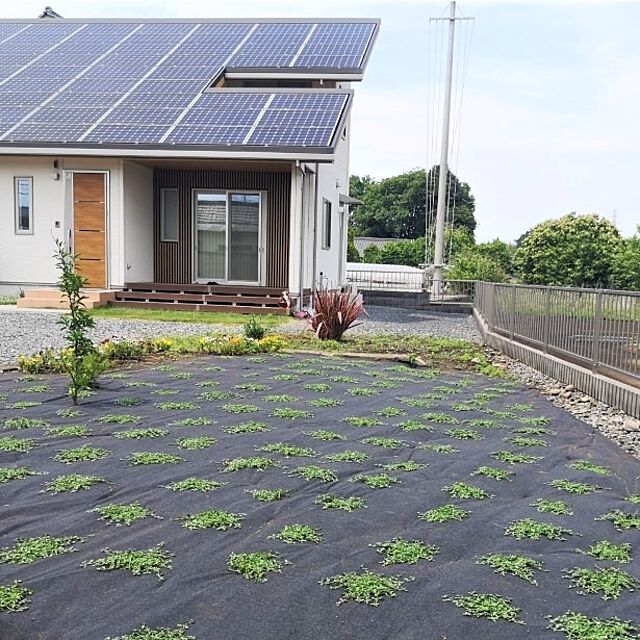 Kurapia-Sodatetaiのクラピア育て隊-クラピア専用 ガーデンシートセット(12㎡用シート/ピン50本/肥料1袋)の家具・インテリア写真
