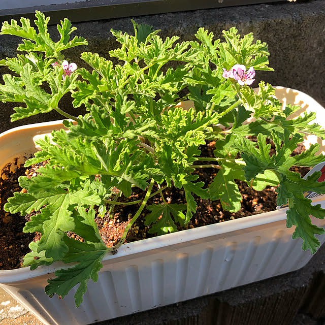 写真付きレビュー 虫除け 蚊よけ ハーブゼラニウム 鉢植え ハーブゼラニューム ハーブ ゼラニューム 苗 ゼラニウム 苗 ピンクの花 ガーデンの通販商品 口コミ情報 Roomclipショッピング 写真付きレビュー 虫除け 蚊よけ ハーブゼラニウム 鉢植え ハーブゼラニューム ハーブ ゼラニューム 苗 ゼラニウム 苗 ピンクの花 ガーデンの通販商品 口コミ情報 Roomclipショッピング
