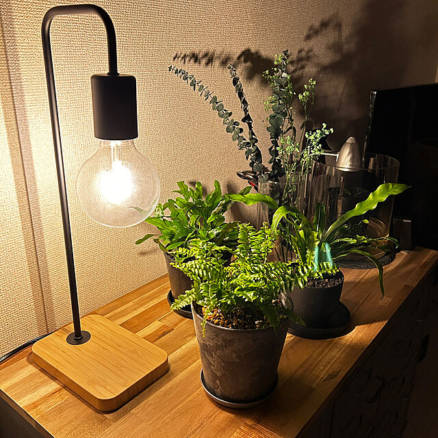 Saliの-（観葉植物）シダ　アスプレニウム　プリカーツム　アカキ　３号（１ポット）の家具・インテリア写真