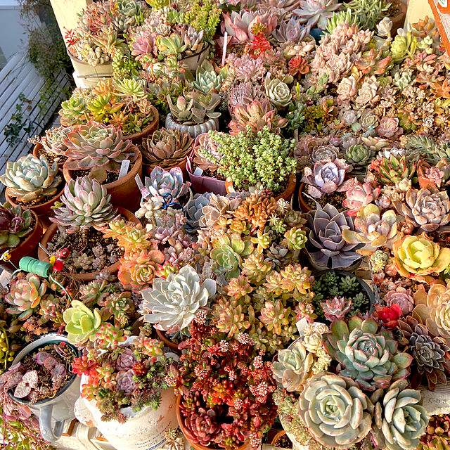 na-chanの-多肉植物 swkエケベリア ブルーサンダー （メキシカンジャイアント×ザラゴーサ） 多肉植物 エケベリア 7.5cmポットの家具・インテリア写真