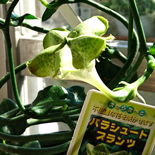 bajiriko-4の-おもしろ多肉植物！パラシュートプランツ3号ポット苗の家具・インテリア写真