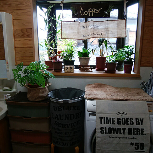 Brown.Lifeの-ホンコンカポック　観葉植物　鉢植え　３号鉢の家具・インテリア写真