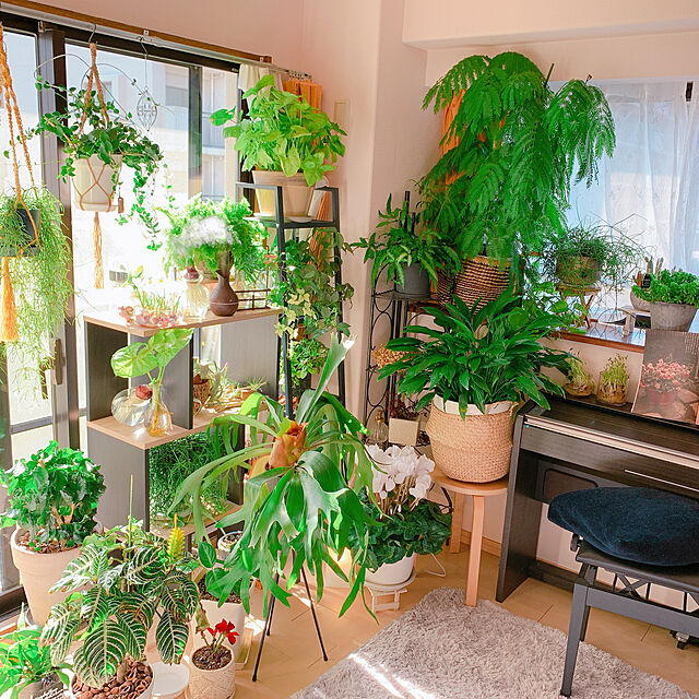 Tenの-（観葉植物）エアープランツ　チランジア　コットンキャンディ　パープル（1株）【HLS_DU】の家具・インテリア写真