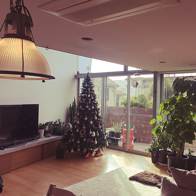 Mr.Jakeの-クリスマスツリー 大型 大きい 240cm ロイヤルピークスレンダーツリー もみの木の家具・インテリア写真