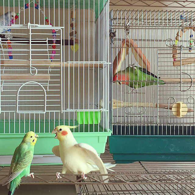 toratanのマルカン-鳥かご ケージ マルカン　バードパレスパームL グリーン　MB-104　文鳥・セキセイインコ　ケージ　鳥かごの家具・インテリア写真