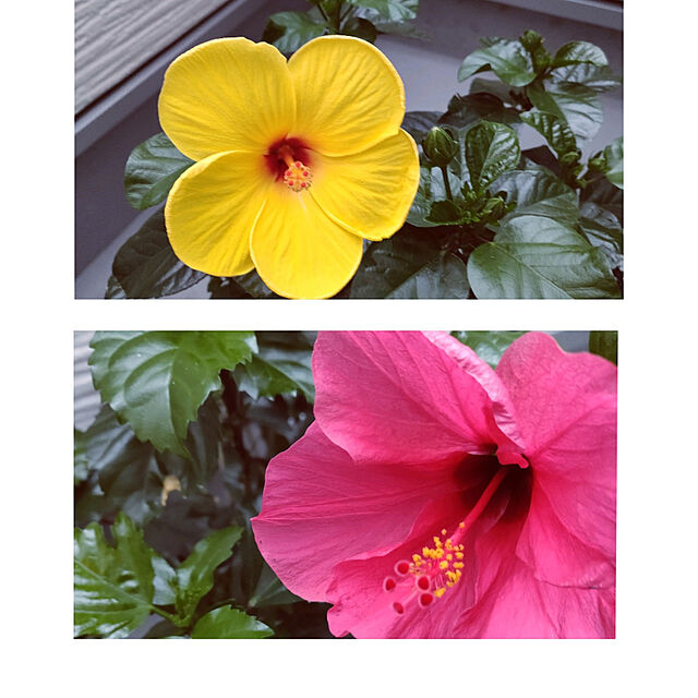 lovemid50sの-【ハイビスカス】【鉢植え】ハイビスカス　ミセスユミ　＊蕾付きです！　【熱帯植物・トロピカルフラワー・ハワイアンフラワー・ハイビスカス】の家具・インテリア写真