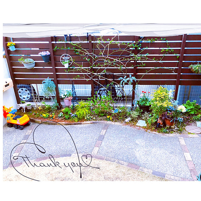 hinamamaの-シラー ヒスパニカホワイト 10球パック秋植え 冬植え 春咲き 球根 イングリッシュガーデン セットの家具・インテリア写真