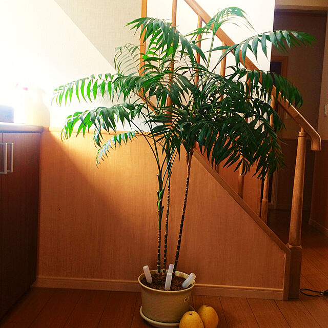 aikoのハイポネックスジャパン-いろいろな植物の大型アンプル35ml10本入り（活力剤）の家具・インテリア写真