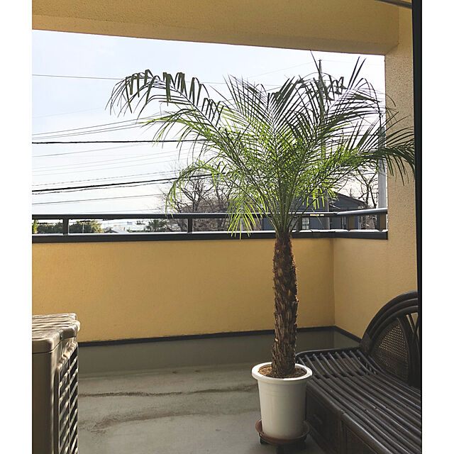 chaichaiの-フェニックスロベレニー　9号Ｍサイズ　（シンノウヤシ）　観葉植物　インテリア　開店祝い　新築祝い　シンボルツリー  ドライガーデンの家具・インテリア写真