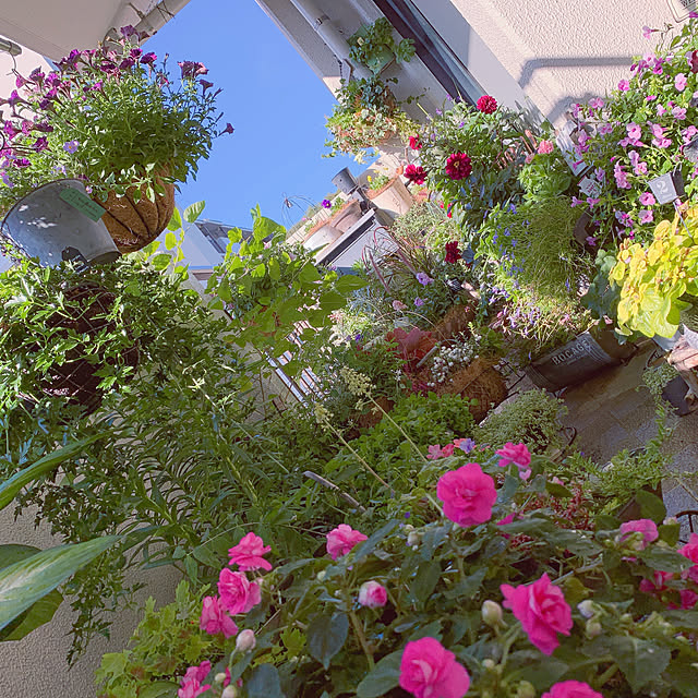 写真付きレビュー 黒葉ダリア レディダリア アルナ 4 5寸ロングポット苗 庭植え 鉢植え 花苗 花壇 寄せ植えの通販商品 口コミ情報 Roomclipショッピング
