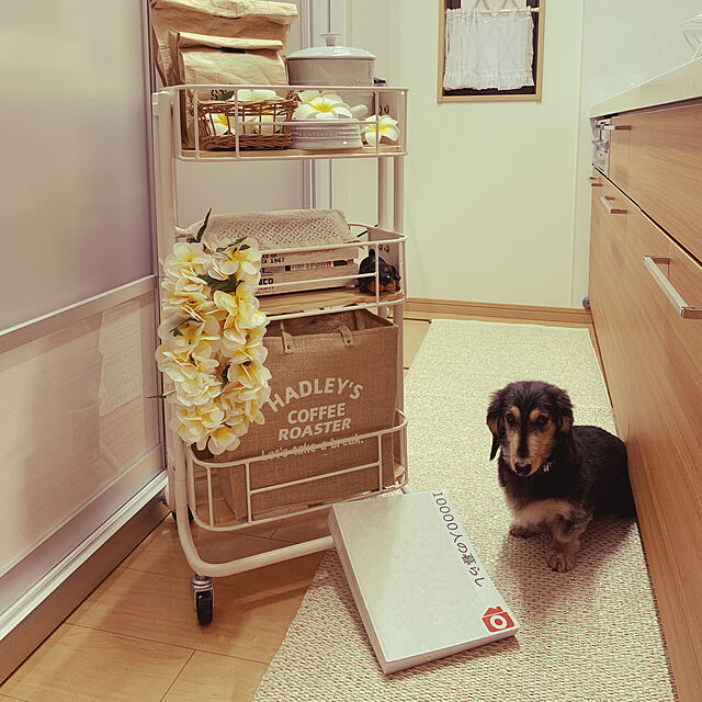 kiyomiの-ル・クルーゼ 公式 ｜ ペットフード・コンテナー (スクープ付き) ペットフード 保存容器 収納 保管 犬 猫 おしゃれ かわいい プレゼント ギフト 贈り物 母の日の家具・インテリア写真