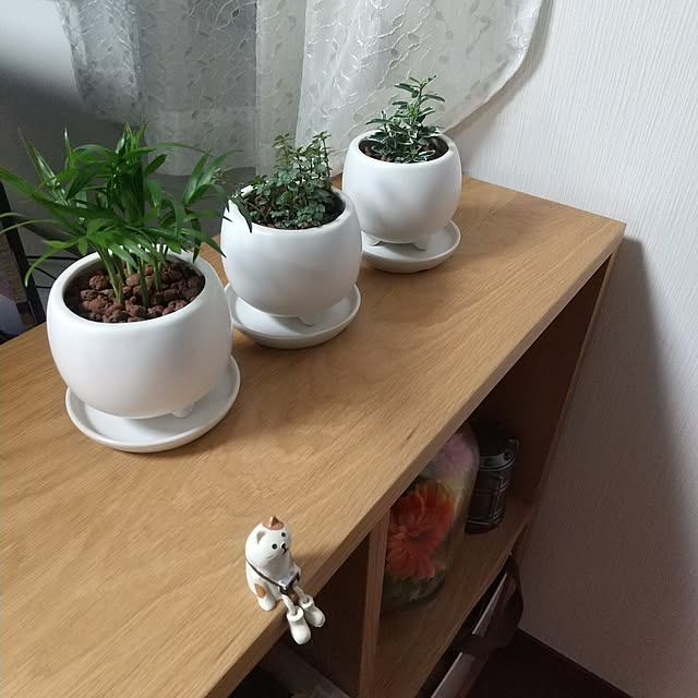 写真付きレビュー 三つ足ポット 3号植木鉢 受皿付き 観葉植物 植替え 小さい 白 丸 ボール 球 鉢カバーの通販商品 口コミ情報 Roomclipショッピング