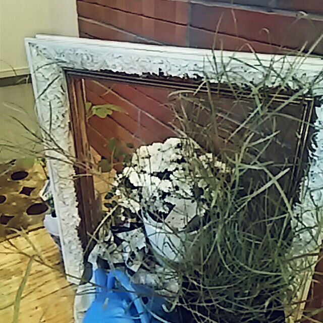 spinetailの-草花の苗/ミスティックガーデンマム：ホワイト3.5号ポットの家具・インテリア写真