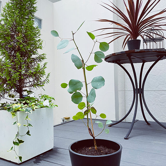 Akubiの-植木鉢　大型プランター　ファイバークレイプロ 02　ベータ　キューブ28の家具・インテリア写真