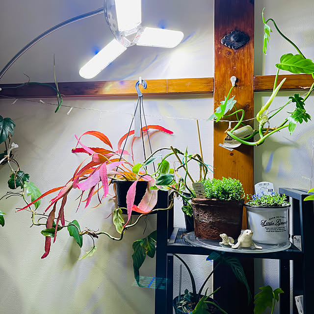 siawase.cfの-SINJIAlight 植物育成ライト 100W相当 ソケット付き E26口金 電源コード付き 育苗ライト 暖色系 フルスペクトル 水耕栽培 室内栽培用 家庭菜園 植物工場など場合に適合しますの家具・インテリア写真