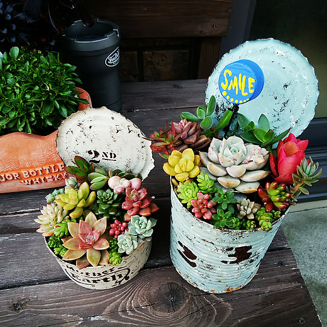 xxakemichxxの-【当店農場生産】多肉植物 セダム オーロラ 7.5センチポットの家具・インテリア写真