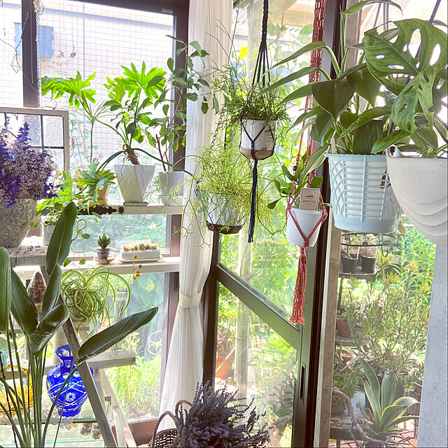 na-chanの園芸ネット-リプサリス：エリプティカ 4号吊り鉢[サボテンの仲間][丈夫な観葉植物]の家具・インテリア写真