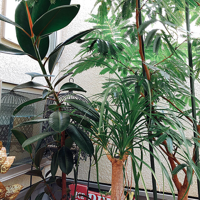 konaの-観葉植物 ノリナ ポニーテール 10号 受け皿付 大型 おしゃれ インテリアグリーン プレゼントの家具・インテリア写真