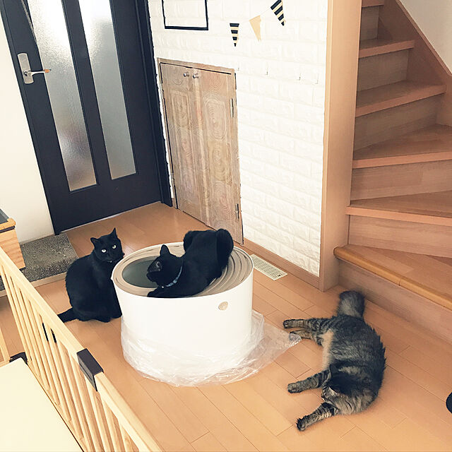 yuki0511のアイリスオーヤマ-アイリスオーヤマ 上から猫トイレ PUNT-530 ホワイト(1コ入)【アイリスオーヤマ】の家具・インテリア写真