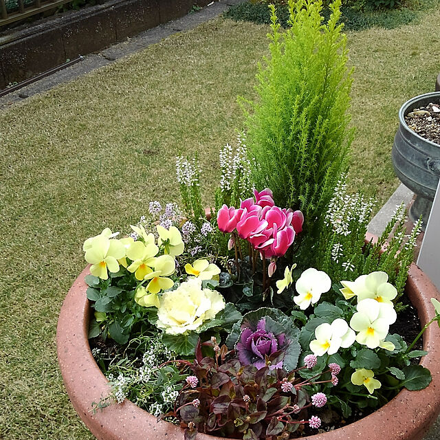 Renの-■良品花壇苗■カルーナガーデンガールズシリーズスマートガール白花9cmポット苗の家具・インテリア写真