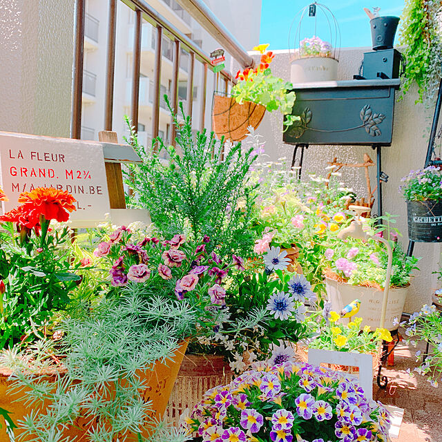 Tenの-草花の苗/ペチュニア：ギュギュ　ダブルベリー3号ポットの家具・インテリア写真