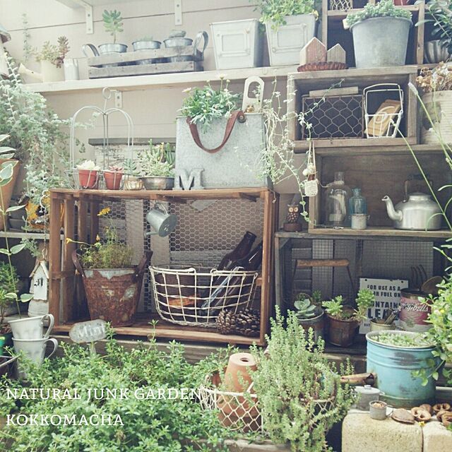 kokkomachaの-多肉植物ポット苗　 乙女心の家具・インテリア写真