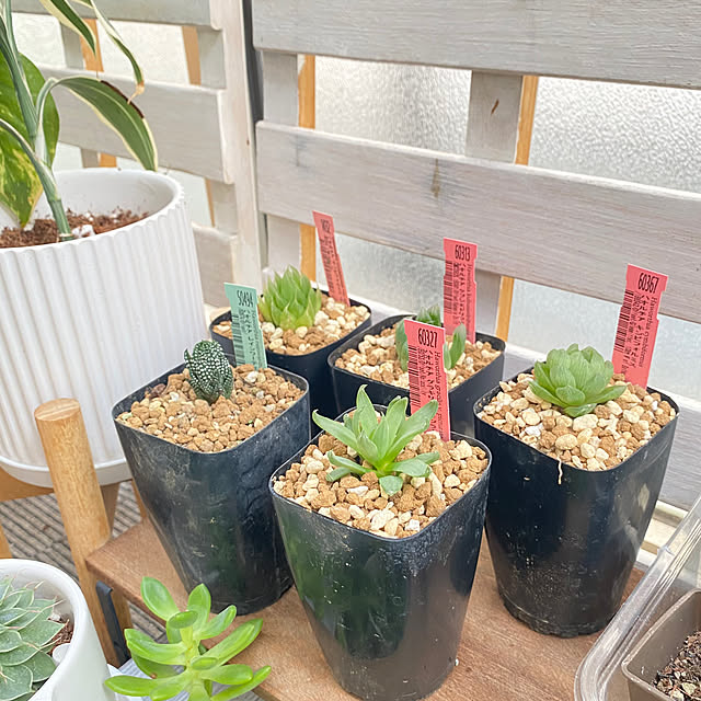 ayaの-多肉植物 寄せ植え ハオルチア おまかせ5鉢セット 観葉植物 インテリア Haworthia 観葉植物 おしゃれ インテリア 鉢 おしゃれ パキラ ミニ モンステラ セット 小さい 棚 卓上 ハイドロカルチャー サンスベリア ヘデラ 引っ越し祝 新築祝 北欧 ミニ観葉植物 ガジュマル 母の日の家具・インテリア写真