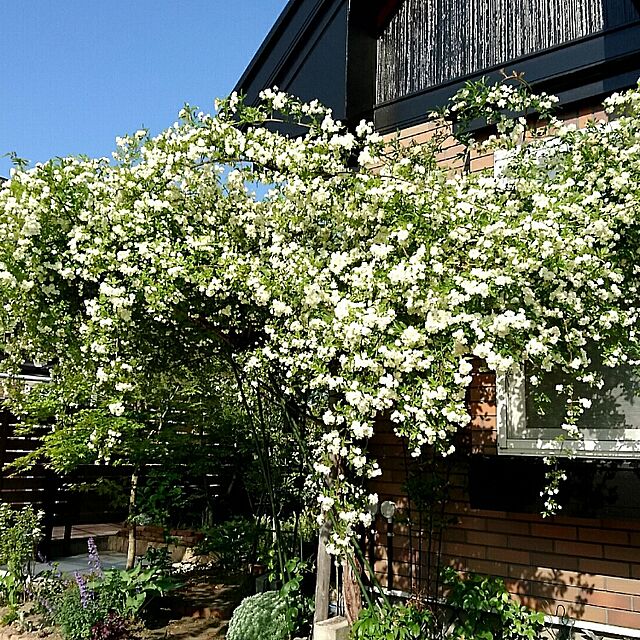 maryKayoの-【バラ属】モッコウバラ八重咲きホワイト3号ポット苗の家具・インテリア写真