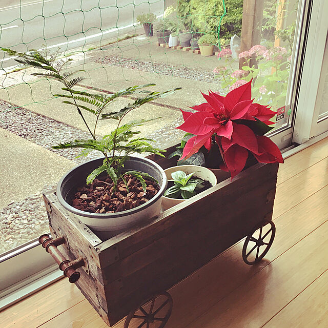 machaのフラワーネット日本花キ流通-ネムノキ エバーフレッシュ 3号鉢 観葉植物の家具・インテリア写真