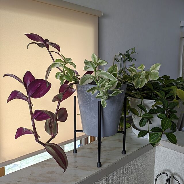 Renのfairy'sgarden-観葉植物 トラディスカンチア 「セブリナ」６号サイズ吊り鉢の家具・インテリア写真