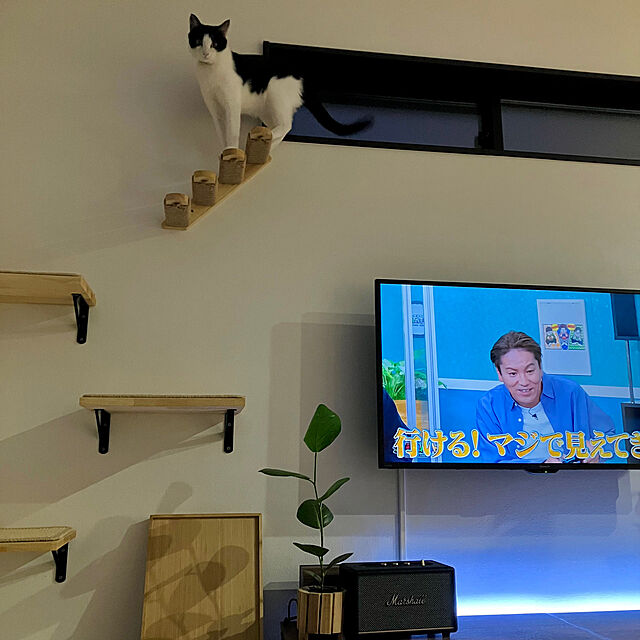 qp_ktbnのFUKUMARU-FUKUMARU 壁掛け式猫用ステップ ラバーウッド製ステップ 麻紐滑り止め付 四段のステップ 猫の遊び場作りに最適 正規品 省スペース 右上がりの家具・インテリア写真