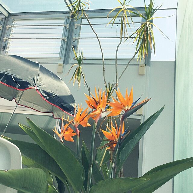 DAICHIの-観葉植物 ストレリチア・レギネ（極楽鳥花）10号鉢の家具・インテリア写真